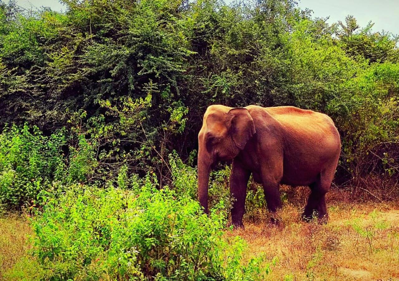 Little Birds Safari Lodge Udawalawe Εξωτερικό φωτογραφία