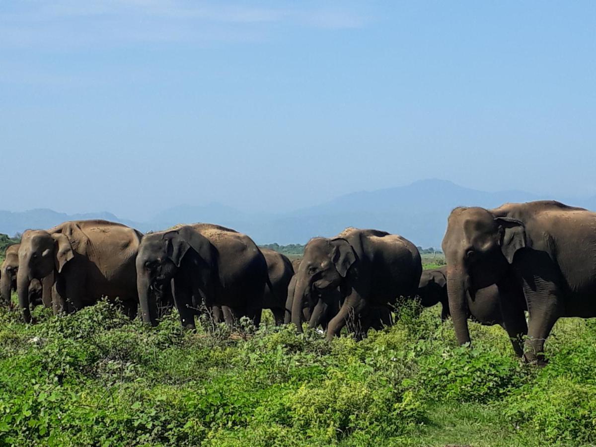 Little Birds Safari Lodge Udawalawe Εξωτερικό φωτογραφία