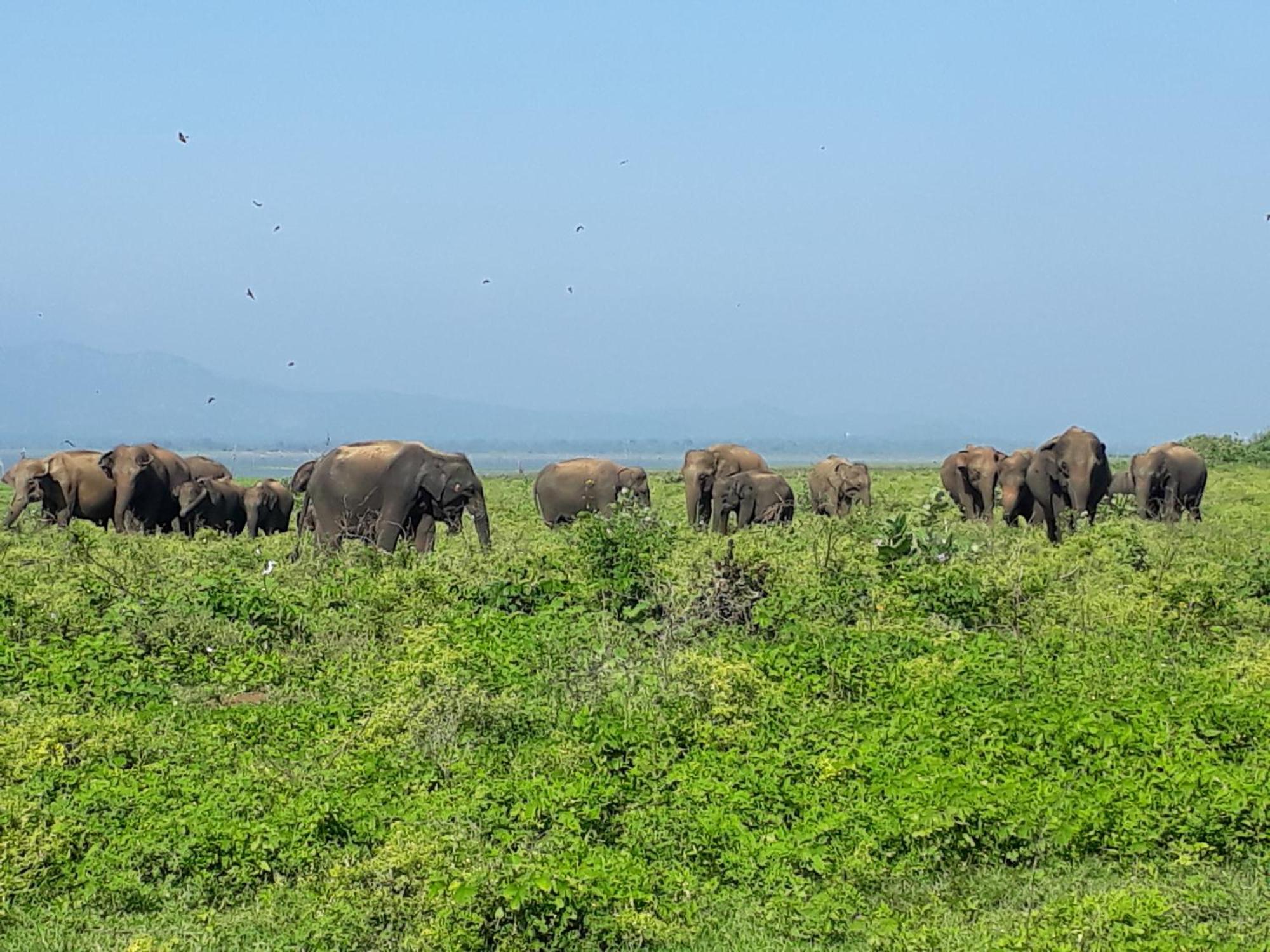 Little Birds Safari Lodge Udawalawe Εξωτερικό φωτογραφία