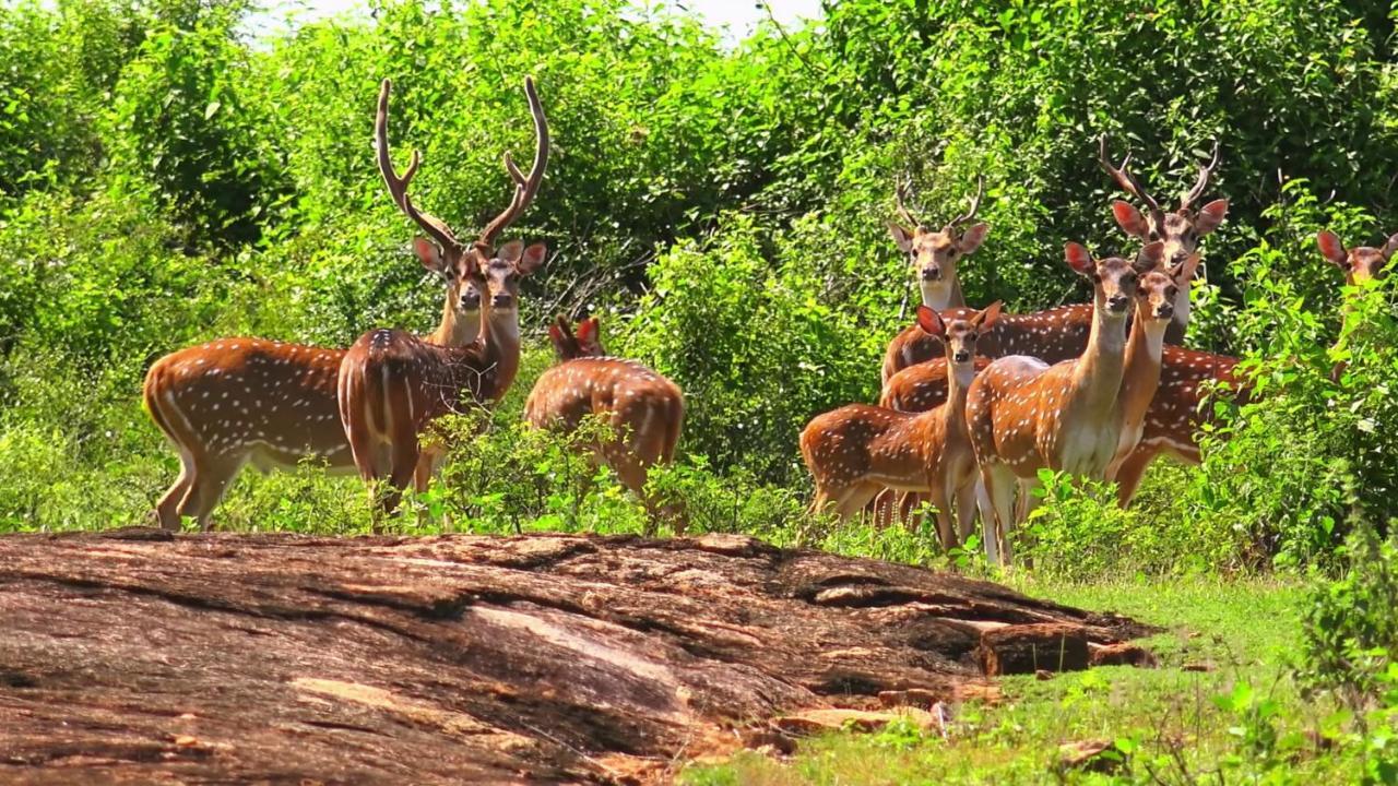 Little Birds Safari Lodge Udawalawe Εξωτερικό φωτογραφία