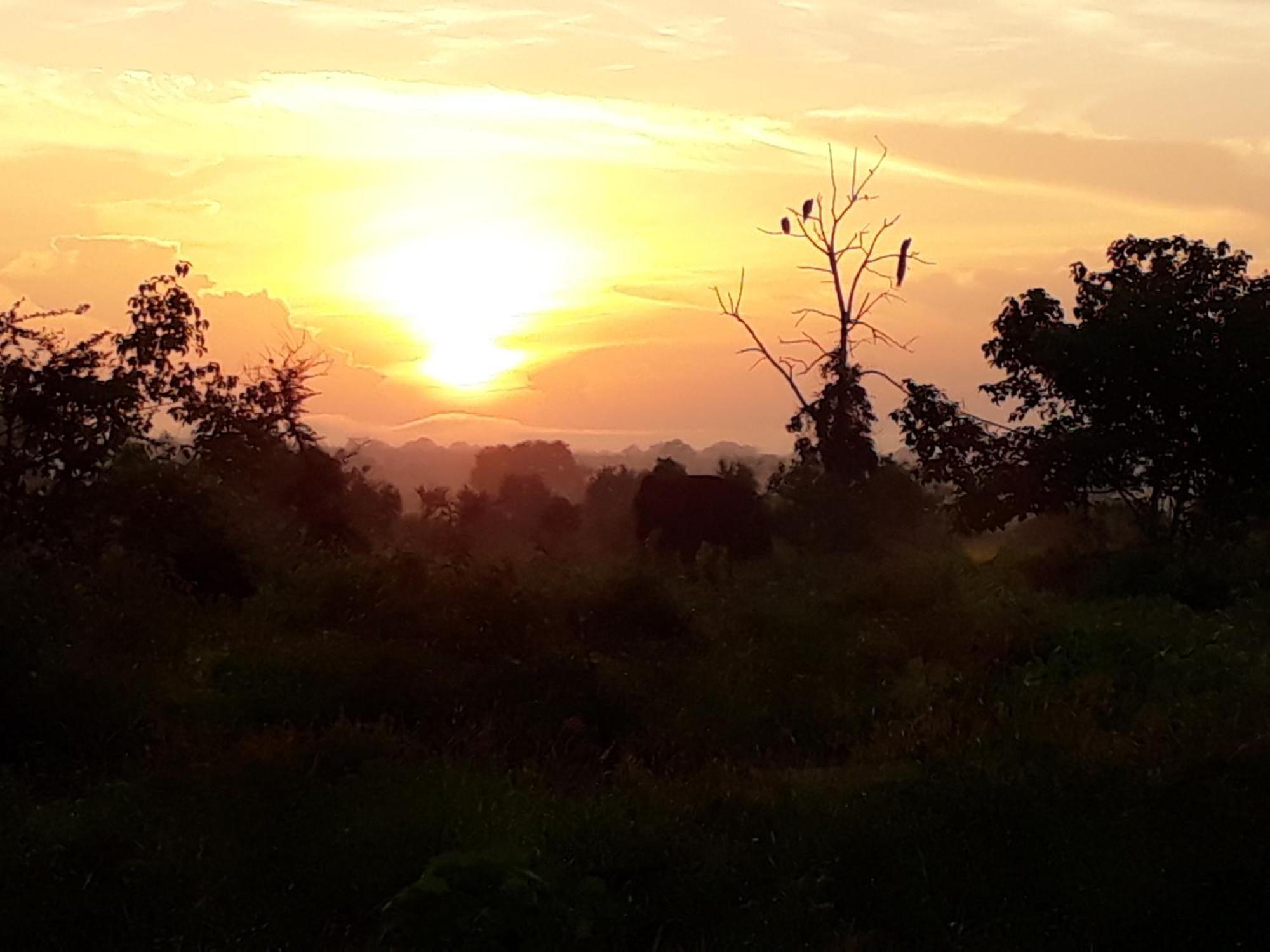 Little Birds Safari Lodge Udawalawe Εξωτερικό φωτογραφία