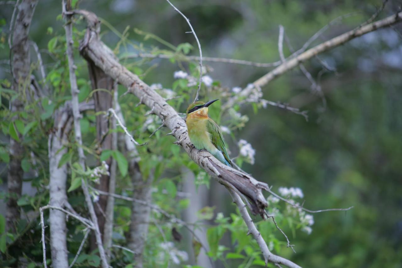 Little Birds Safari Lodge Udawalawe Εξωτερικό φωτογραφία